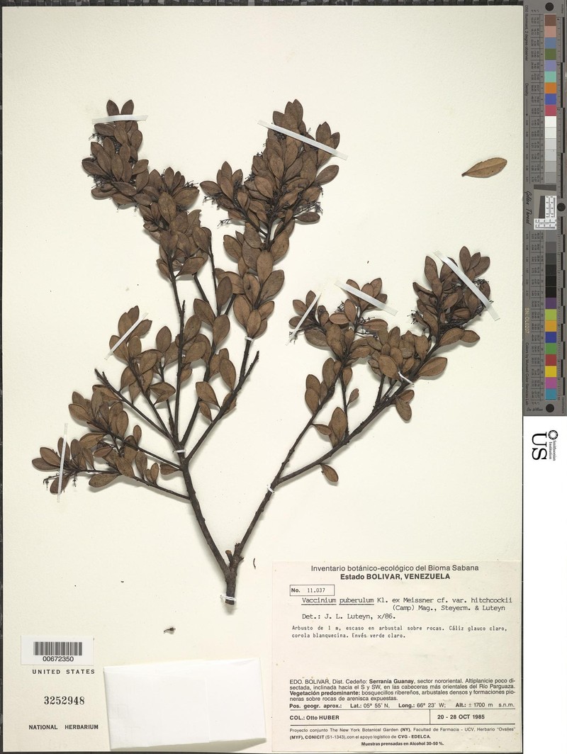 Vaccinium puberulum var. hitchcockii