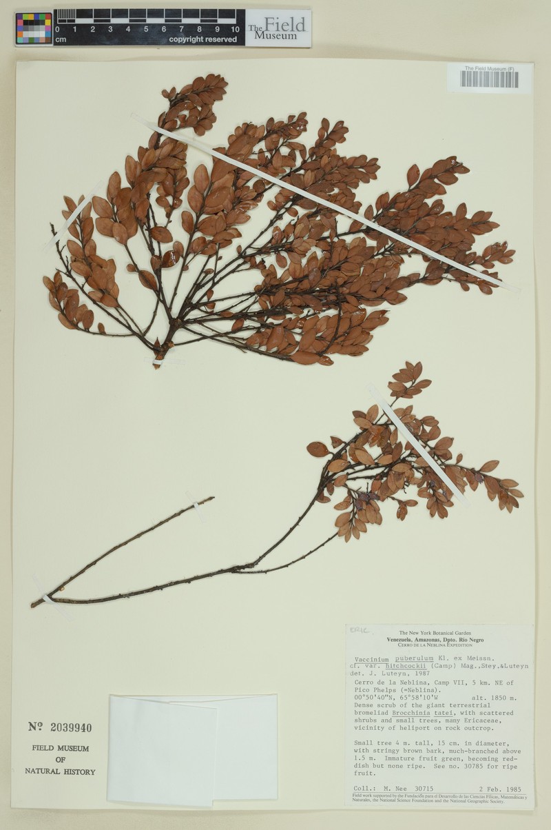 Vaccinium puberulum var. hitchcockii photo 2