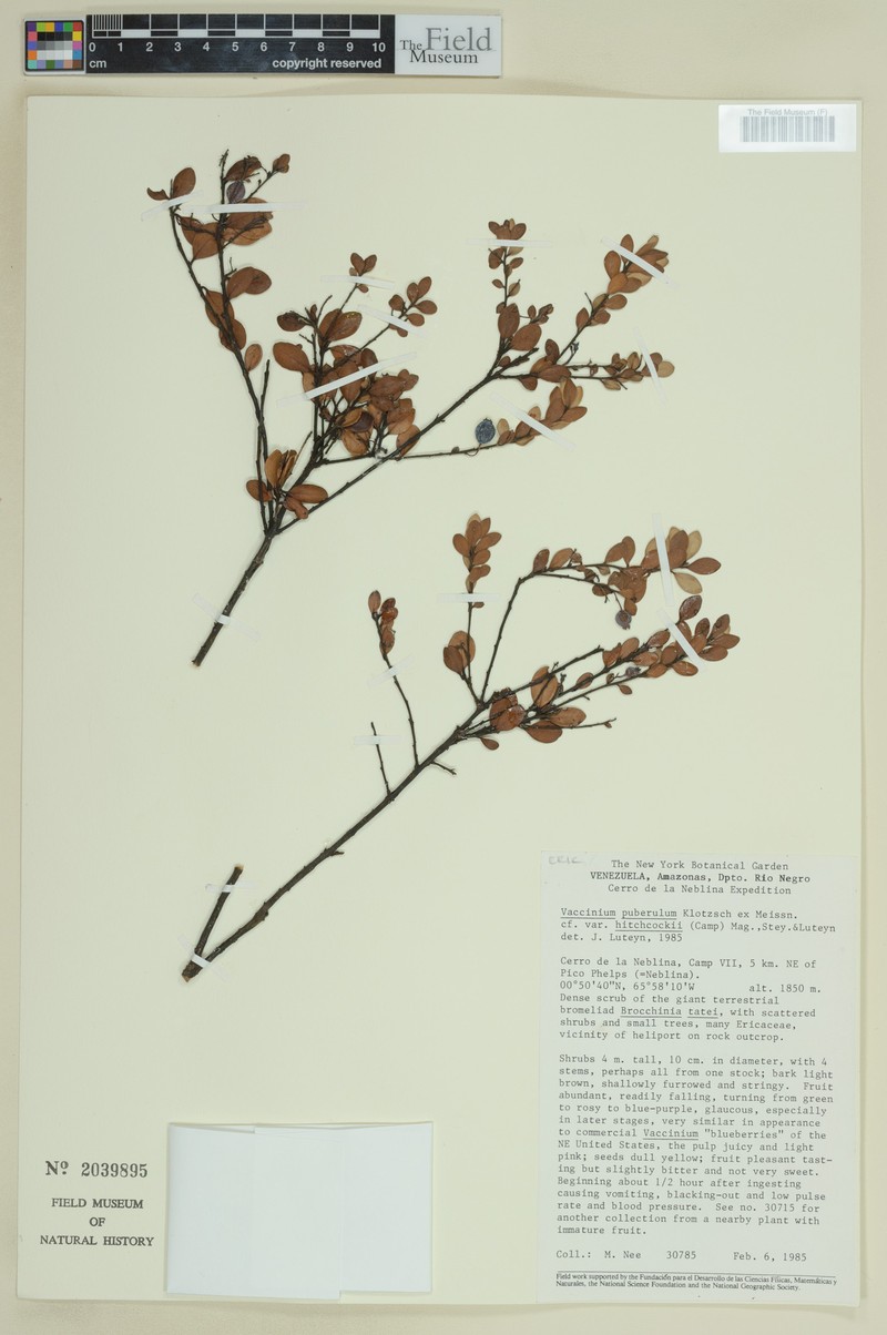 Vaccinium puberulum var. hitchcockii photo 3