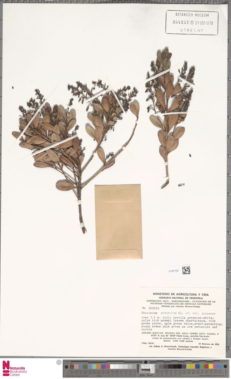 Vaccinium puberulum var. jauaense