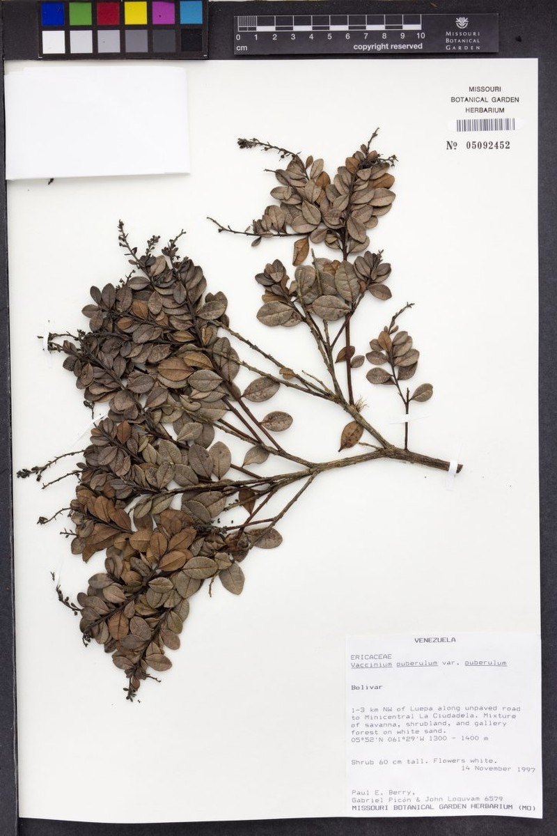 Vaccinium puberulum var. puberulum