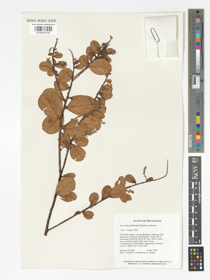 Vaccinium puberulum var. puberulum photo 2