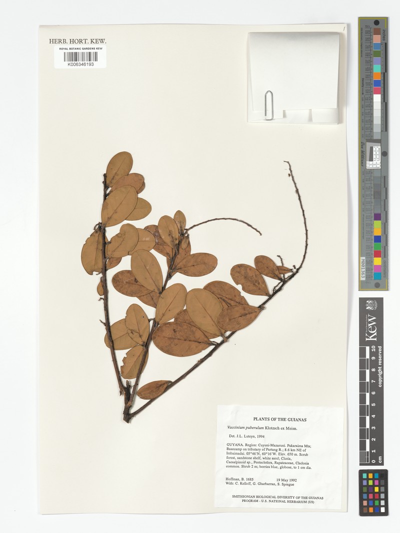 Vaccinium puberulum var. puberulum photo 3