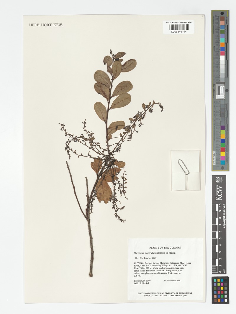 Vaccinium puberulum var. puberulum photo 4