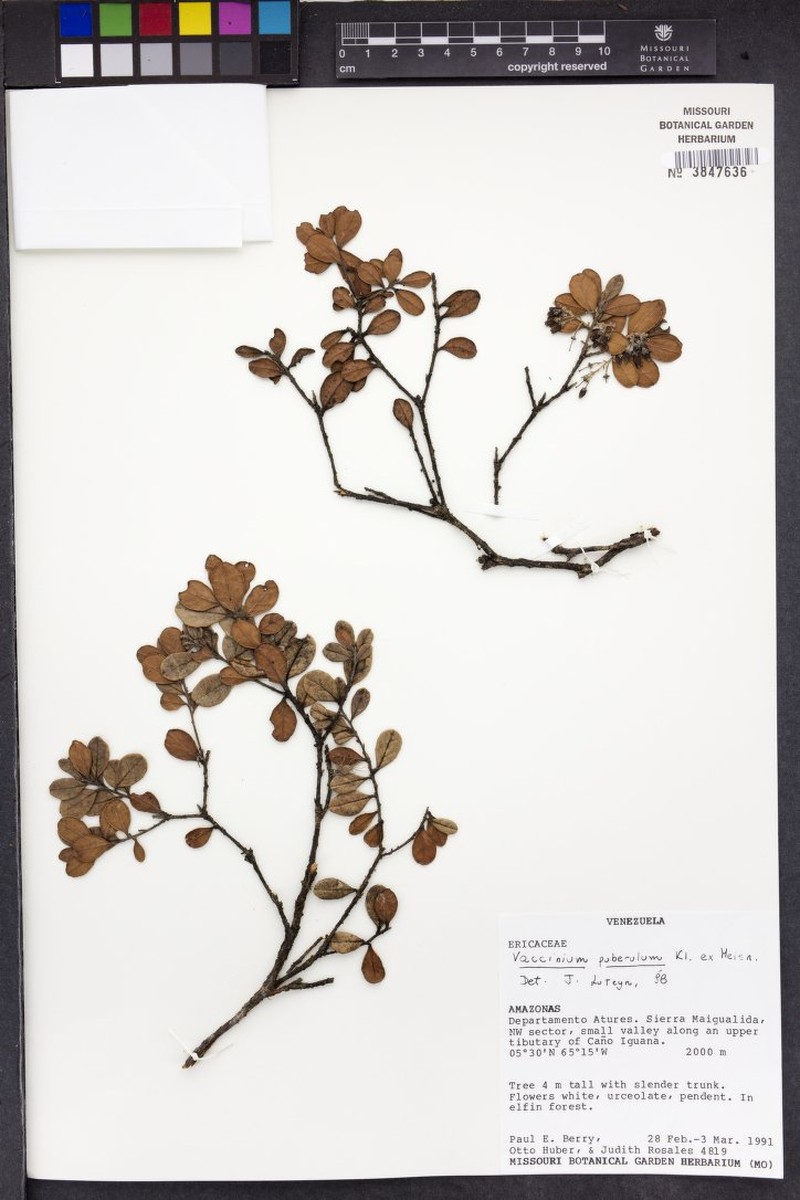 Vaccinium puberulum var. puberulum photo 5