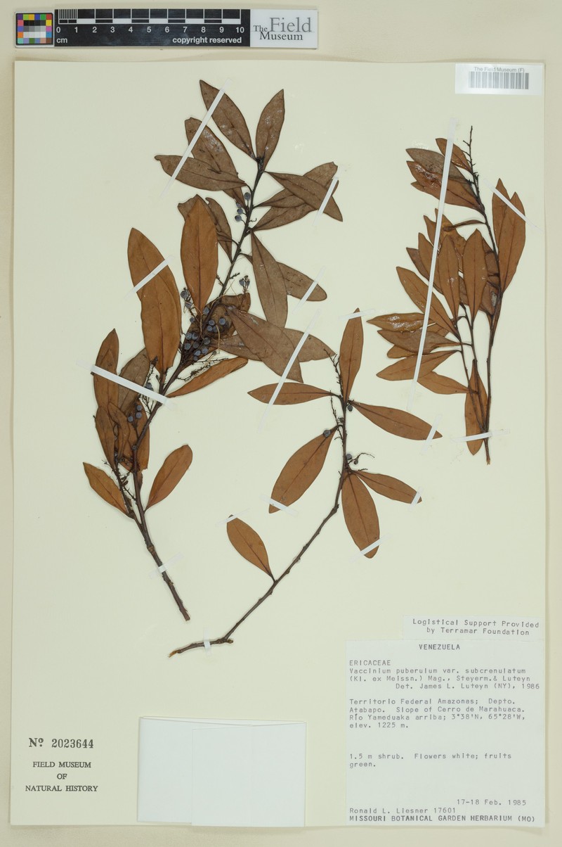 Vaccinium puberulum var. subcrenulatum