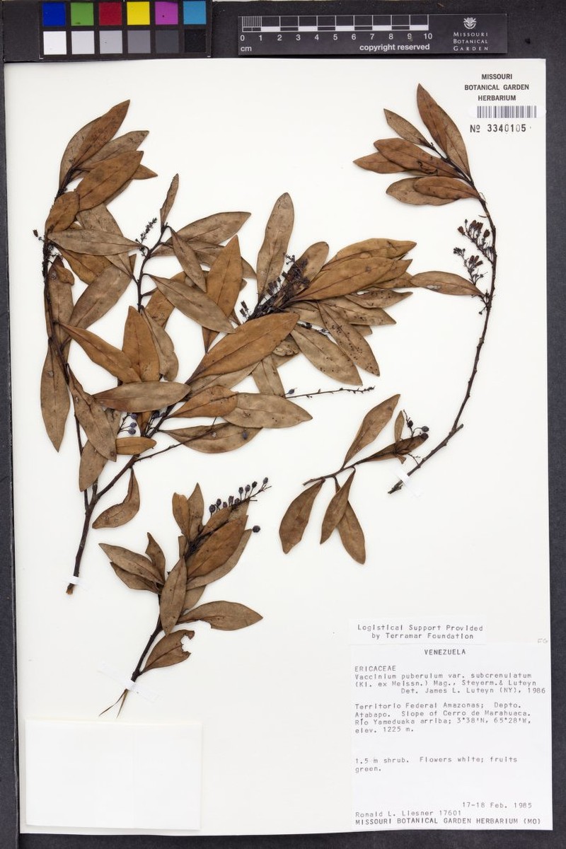 Vaccinium puberulum var. subcrenulatum photo 2