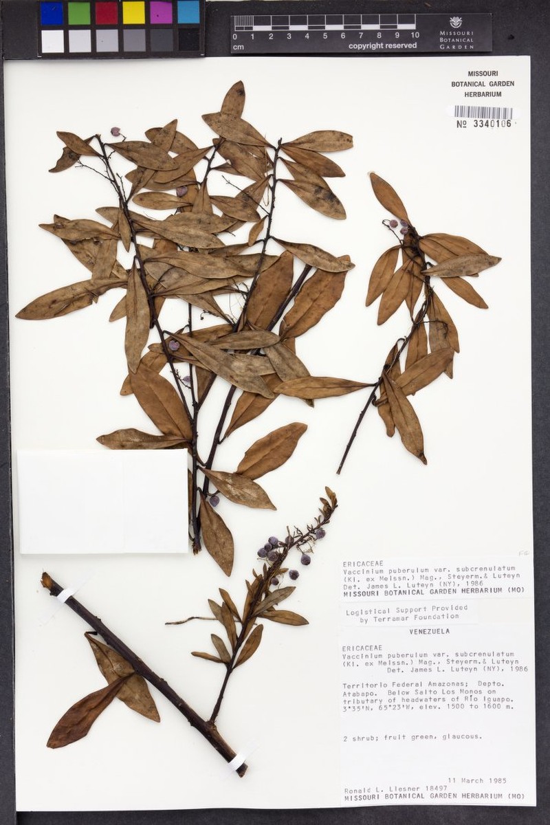 Vaccinium puberulum var. subcrenulatum photo 3