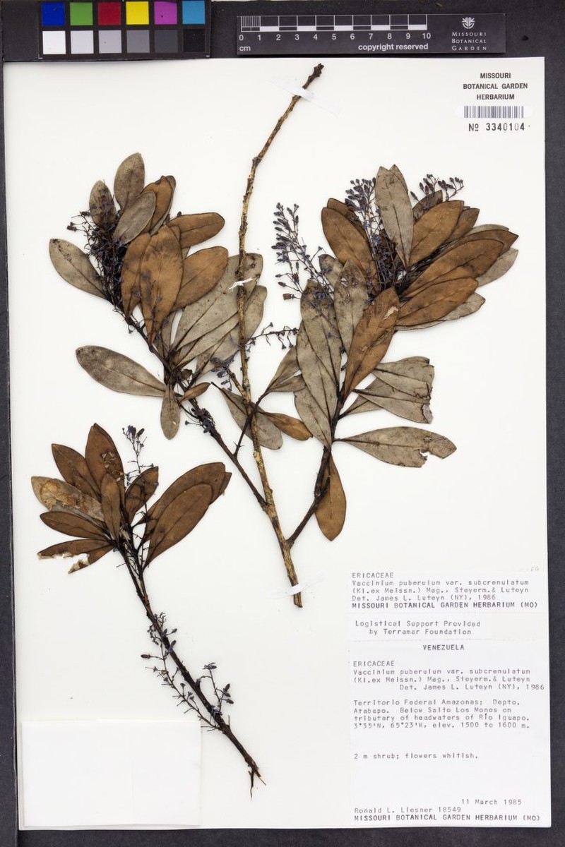 Vaccinium puberulum var. subcrenulatum photo 4