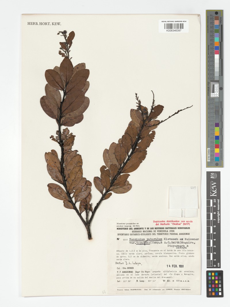 Vaccinium puberulum var. tepuiense photo 2