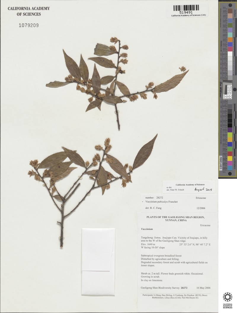 Vaccinium pubicalyx
