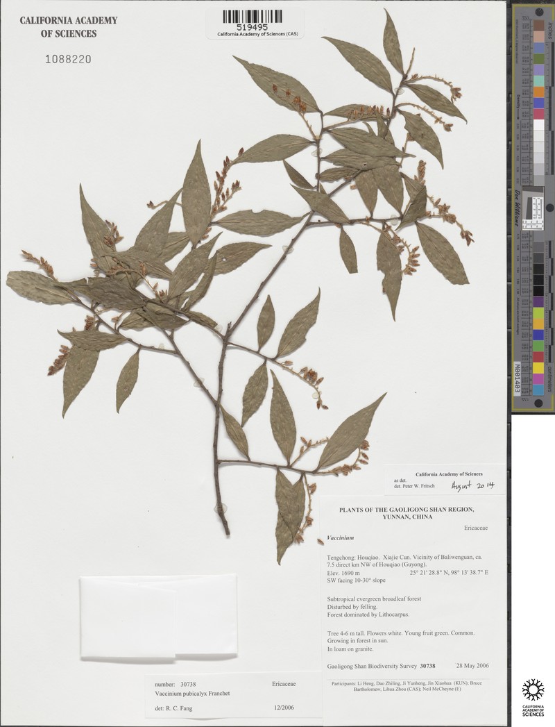 Vaccinium pubicalyx photo 2