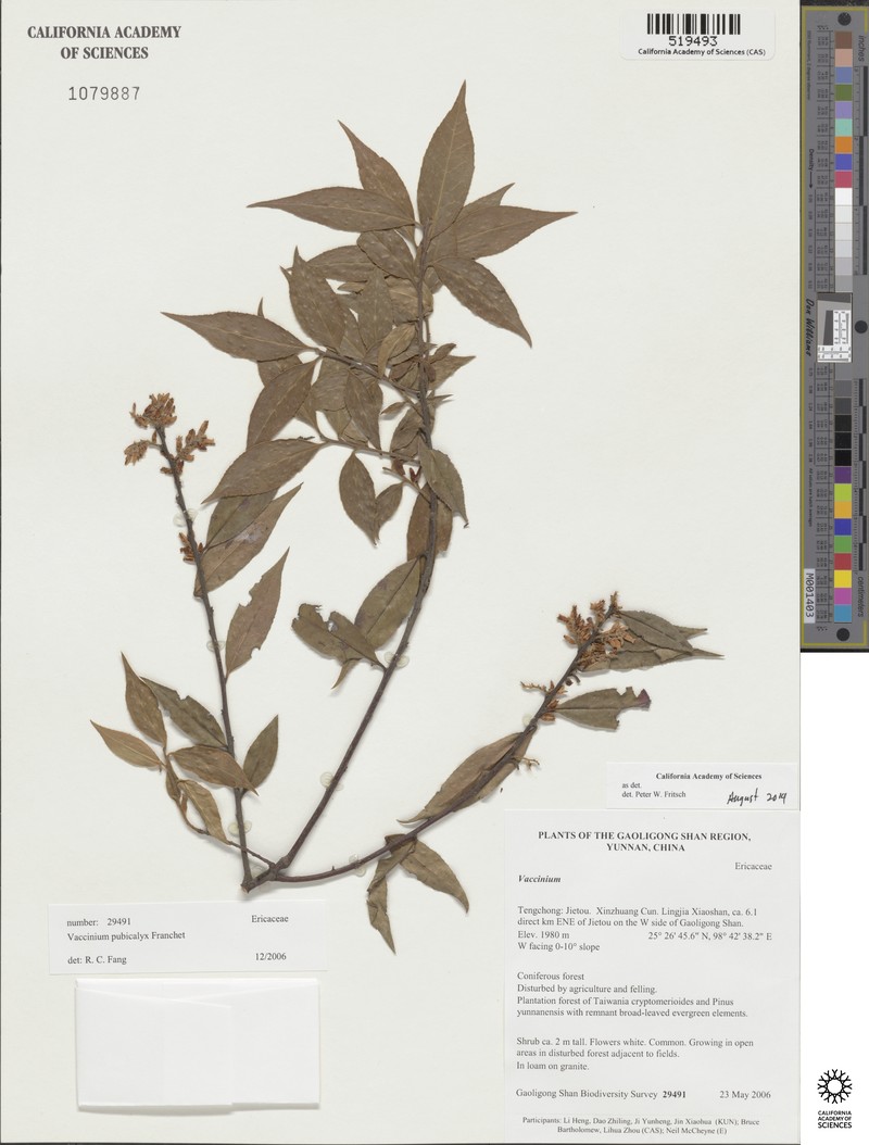 Vaccinium pubicalyx photo 3
