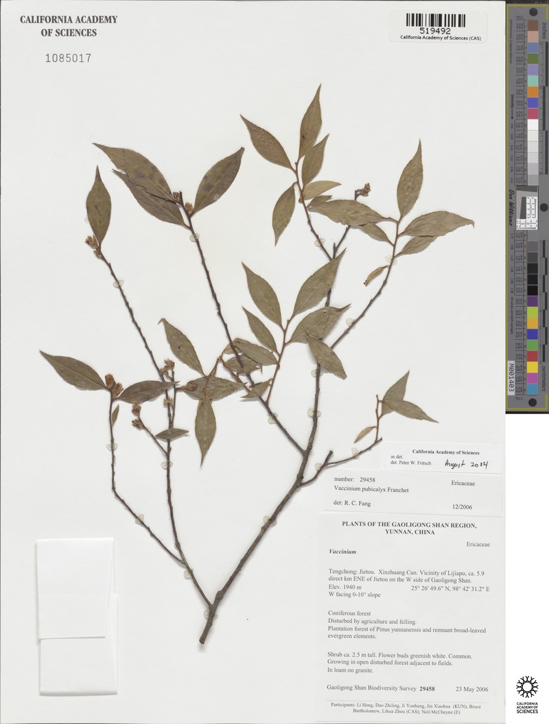 Vaccinium pubicalyx photo 4