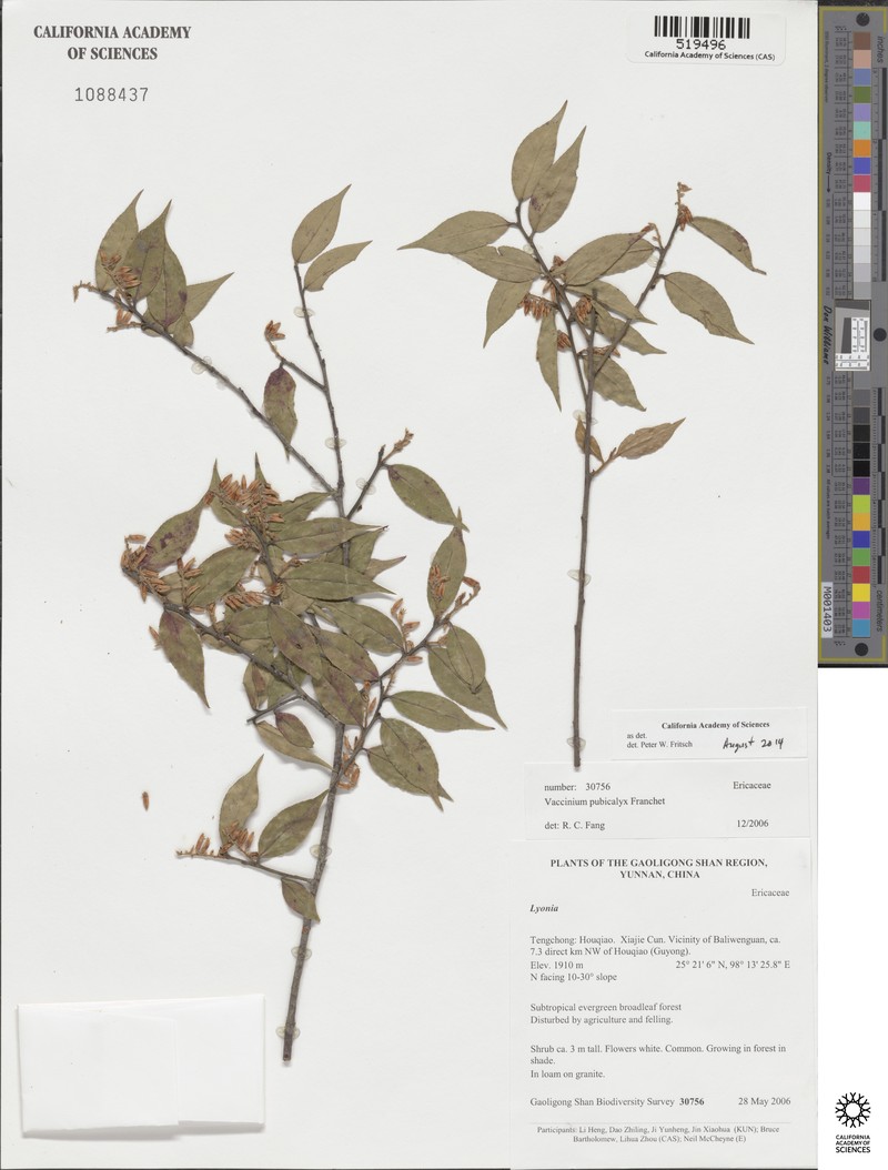 Vaccinium pubicalyx photo 5