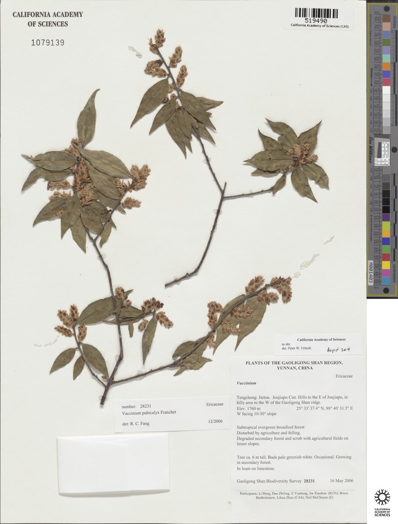 Vaccinium pubicalyx photo 6