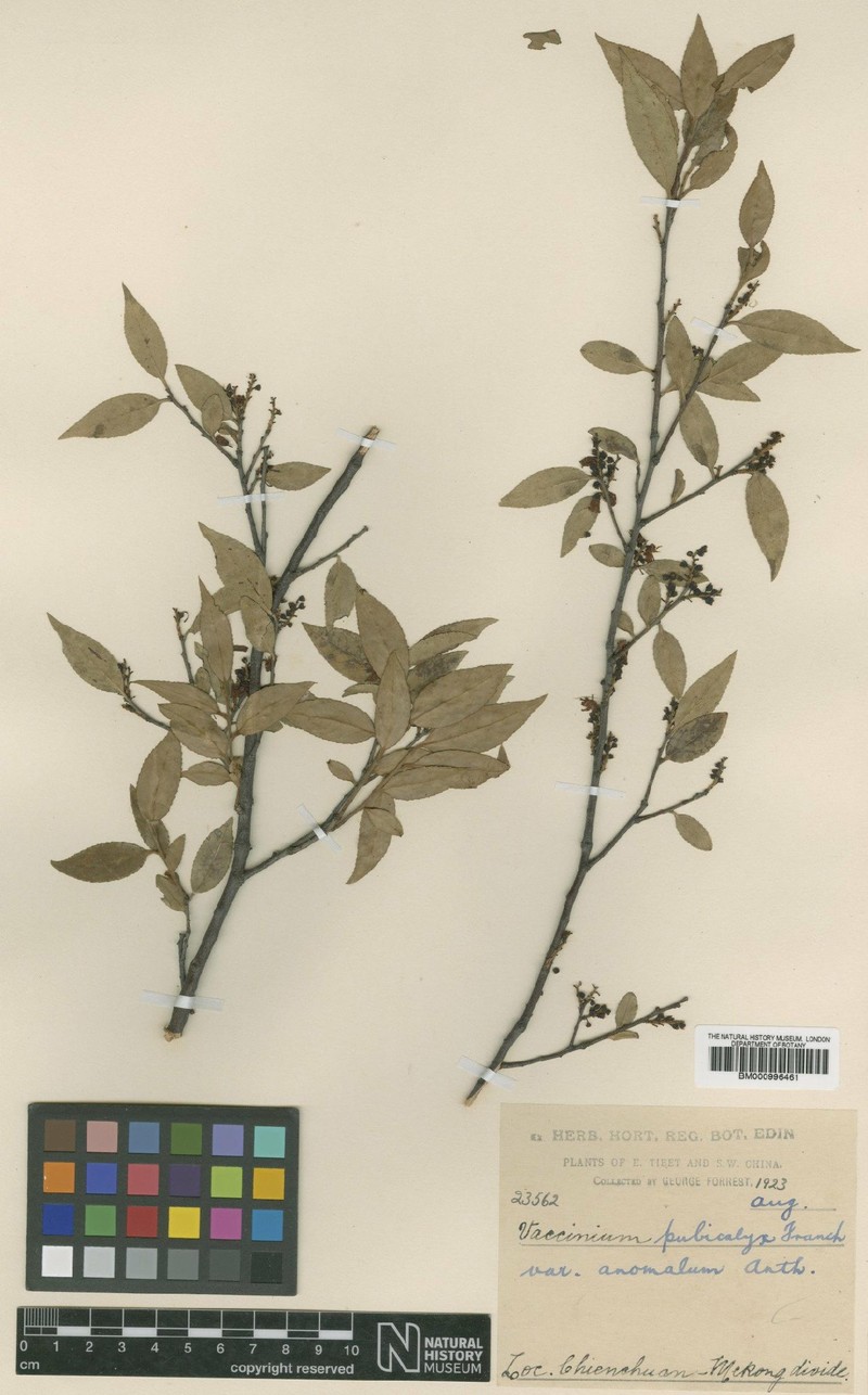 Vaccinium pubicalyx var. anomalum