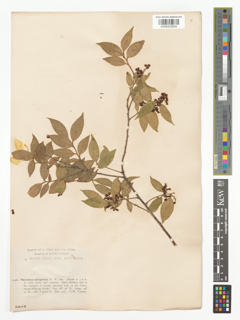 Vaccinium pubicalyx var. anomalum photo 2