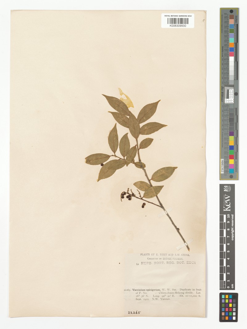 Vaccinium pubicalyx var. anomalum photo 3