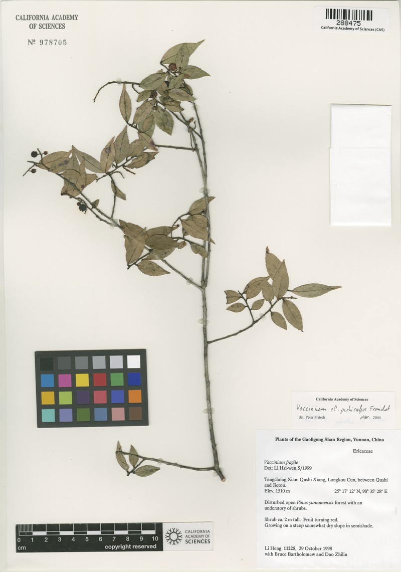 Vaccinium pubicalyx var. pubicalyx