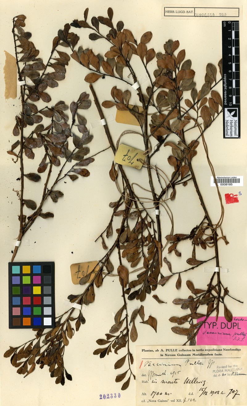 Vaccinium pullei