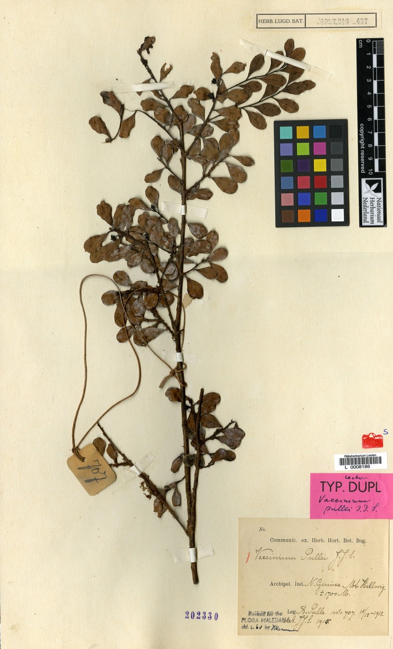 Vaccinium pullei photo 2