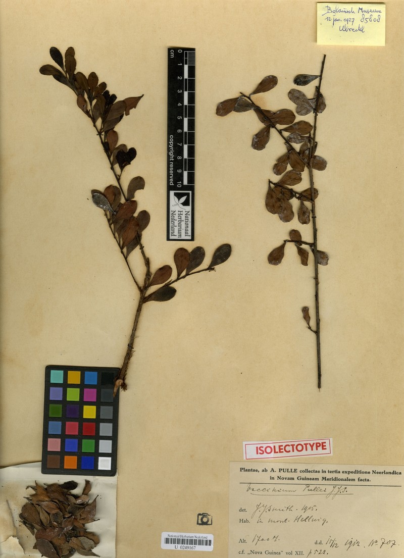 Vaccinium pullei photo 3