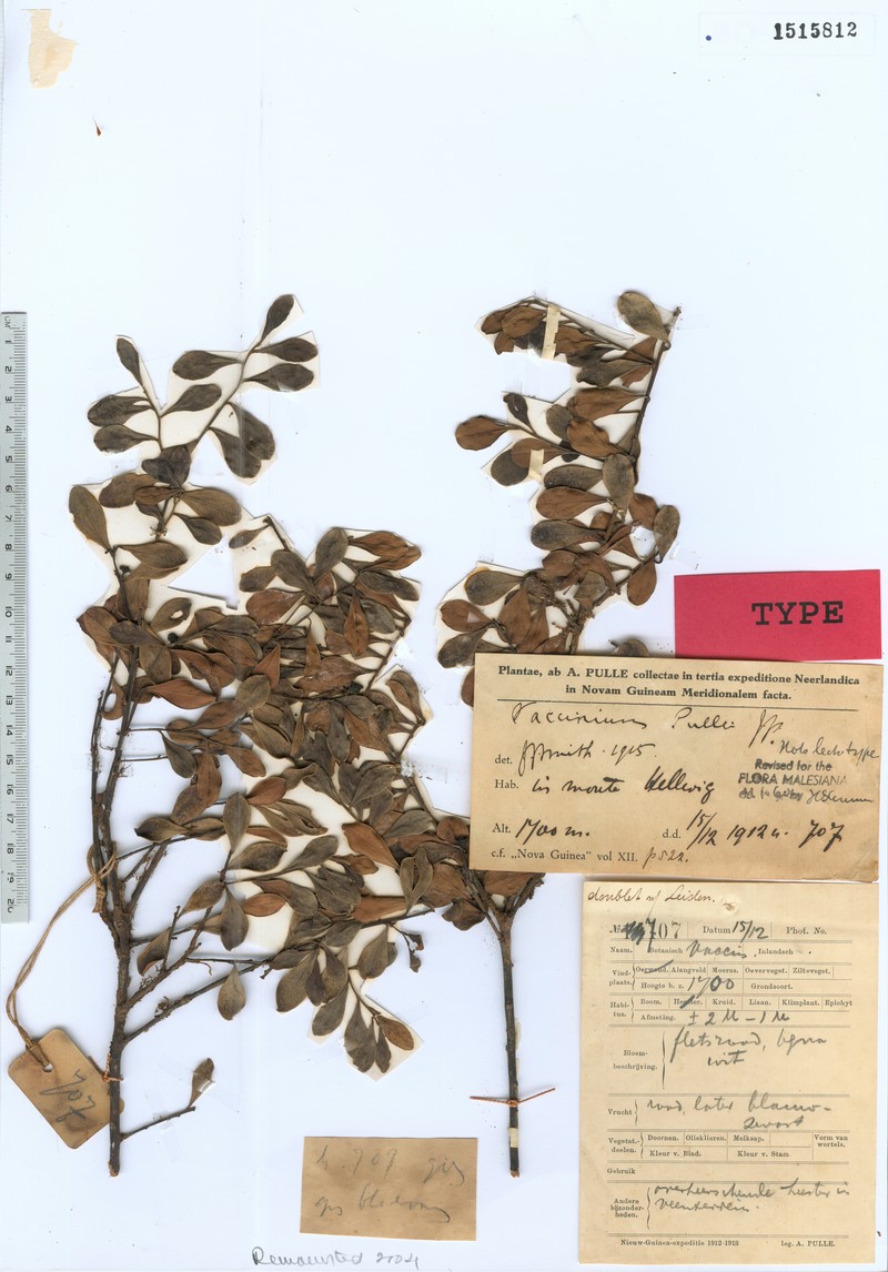 Vaccinium pullei photo 4