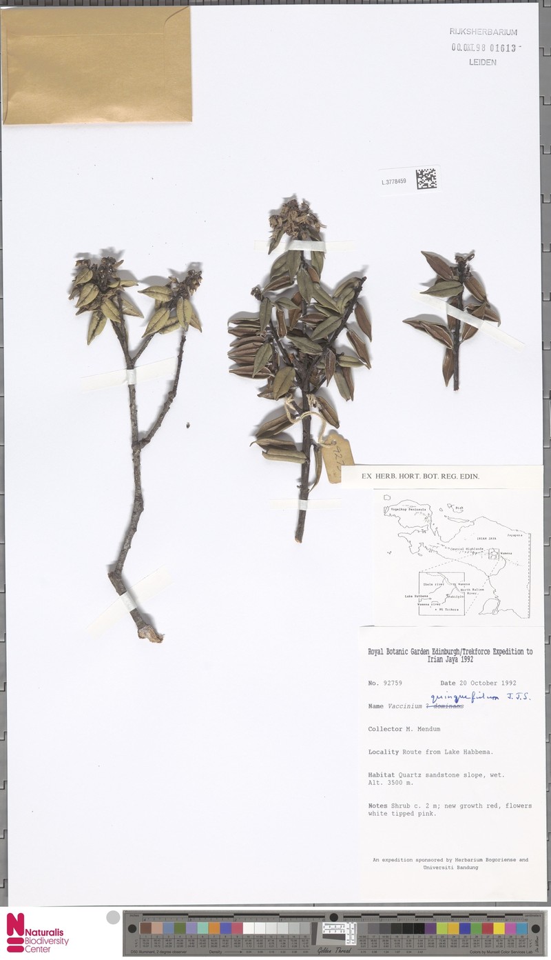 Vaccinium quinquefidum