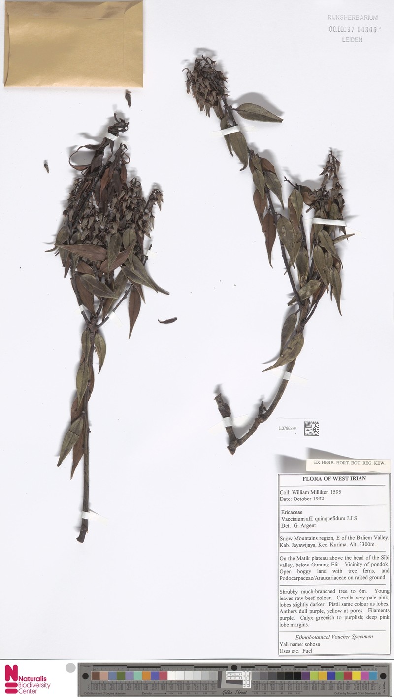 Vaccinium quinquefidum photo 2