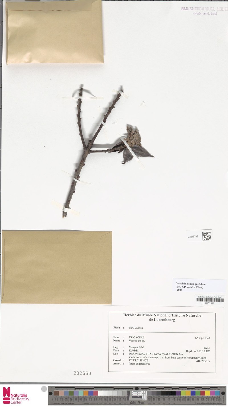 Vaccinium quinquefidum photo 3
