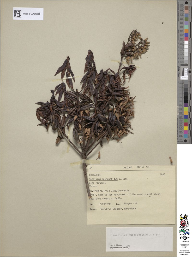 Vaccinium quinquefidum photo 4