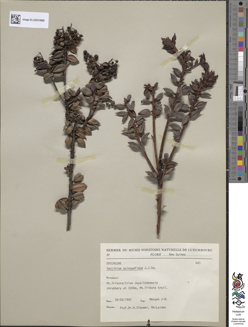 Vaccinium quinquefidum photo 5