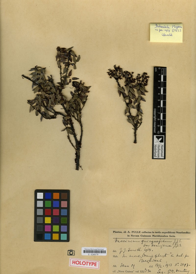 Vaccinium quinquefidum var. oranjense photo 2
