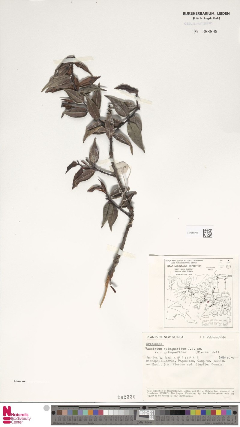 Vaccinium quinquefidum var. quinquefidum photo 6