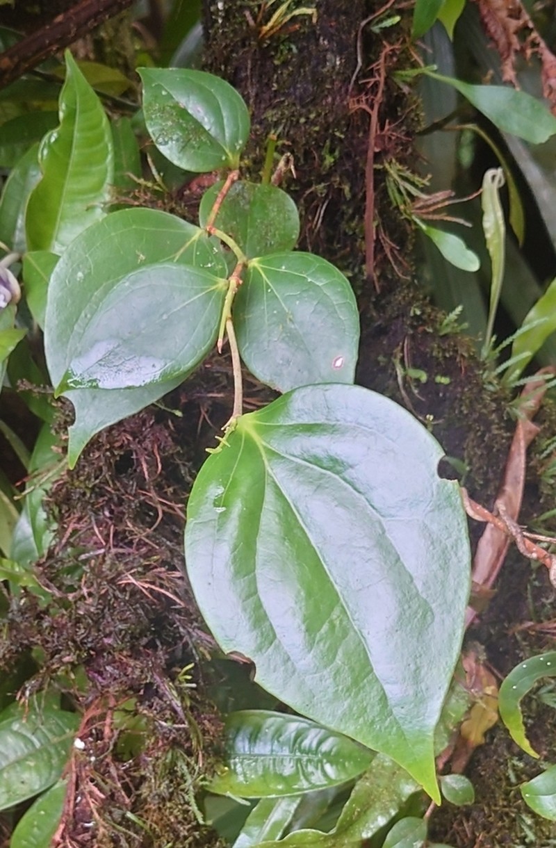 Leatherleaf Eelvine photo 2
