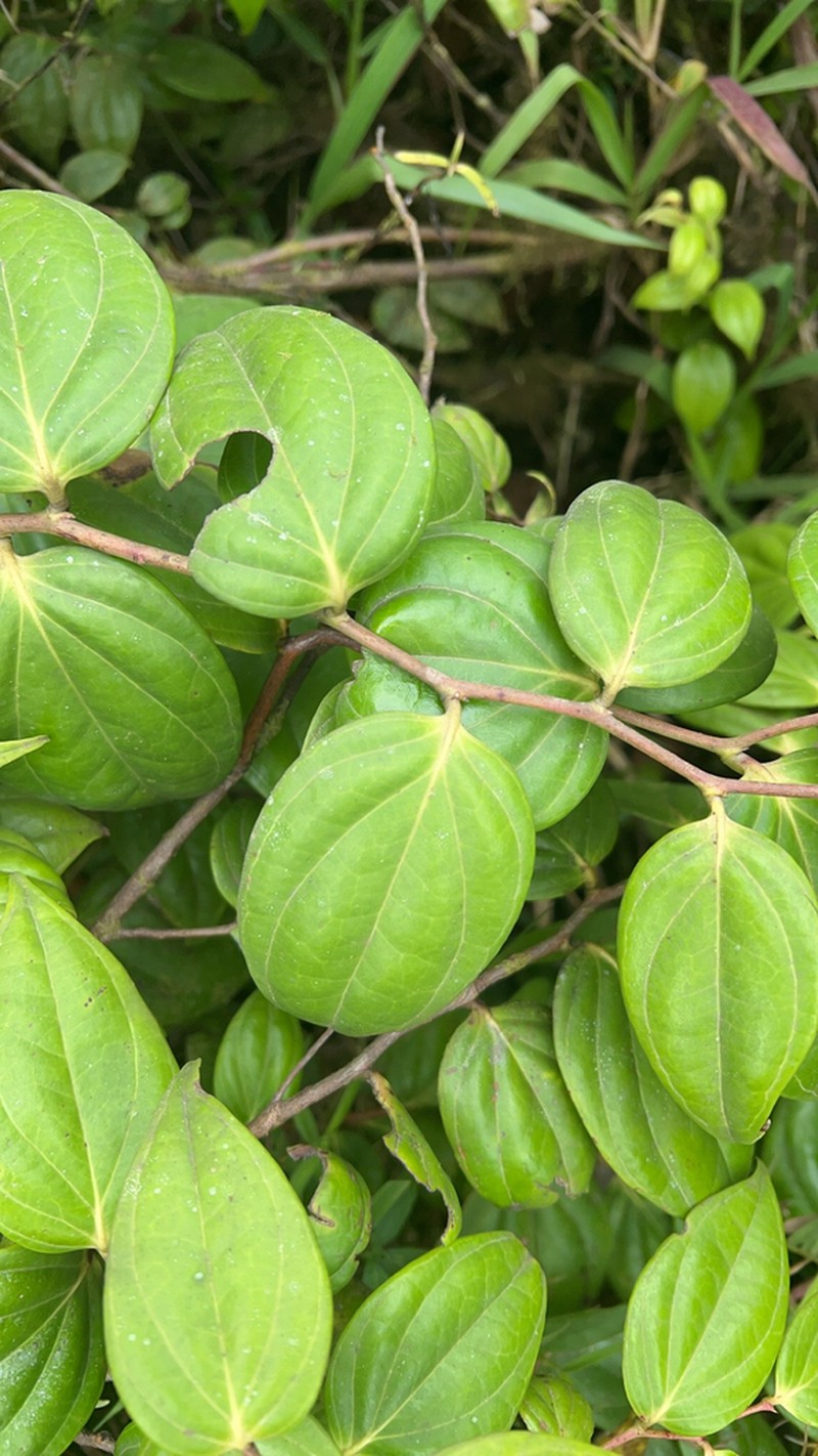 Leatherleaf Eelvine photo 4