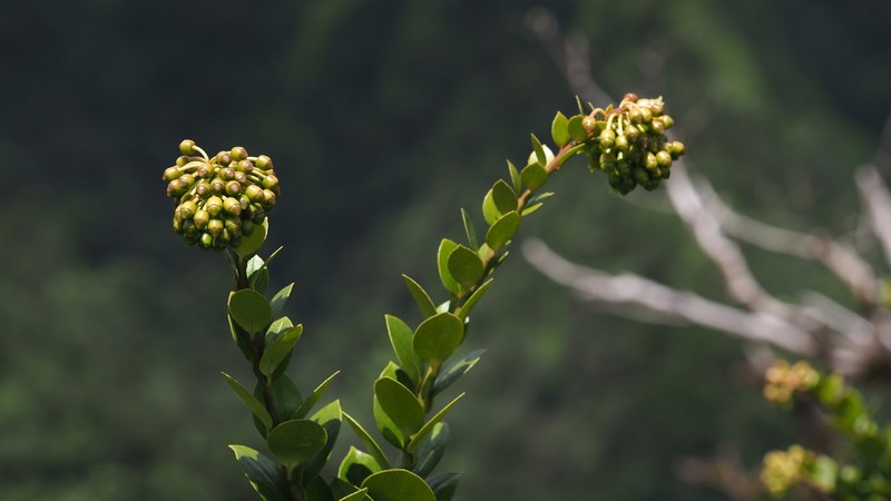 Leatherleaf Eelvine photo 7