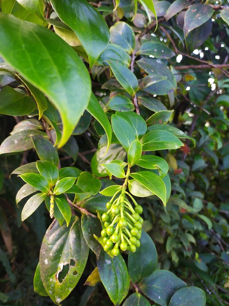 Leatherleaf Eelvine photo 8