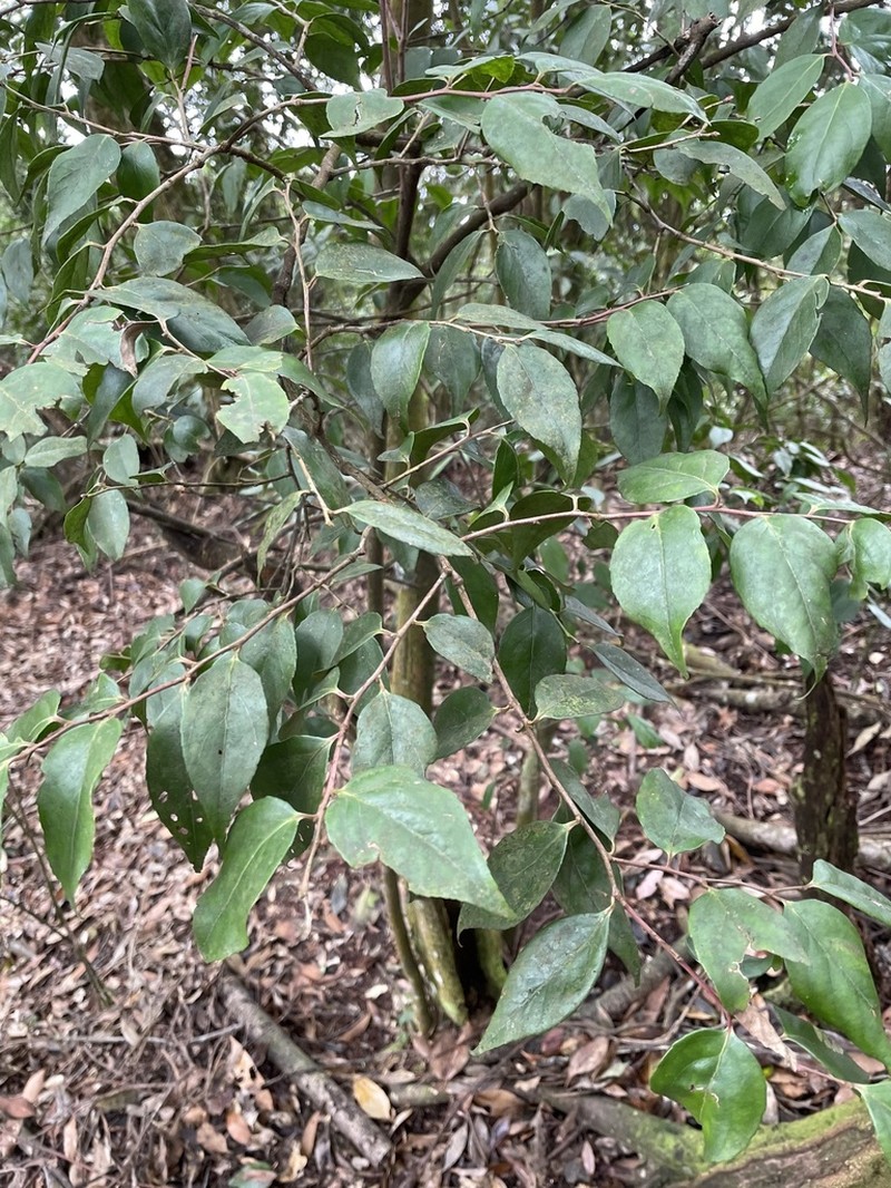 Vaccinium randaiense