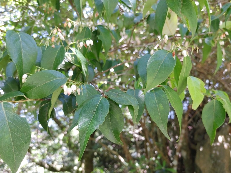 Vaccinium randaiense photo 3