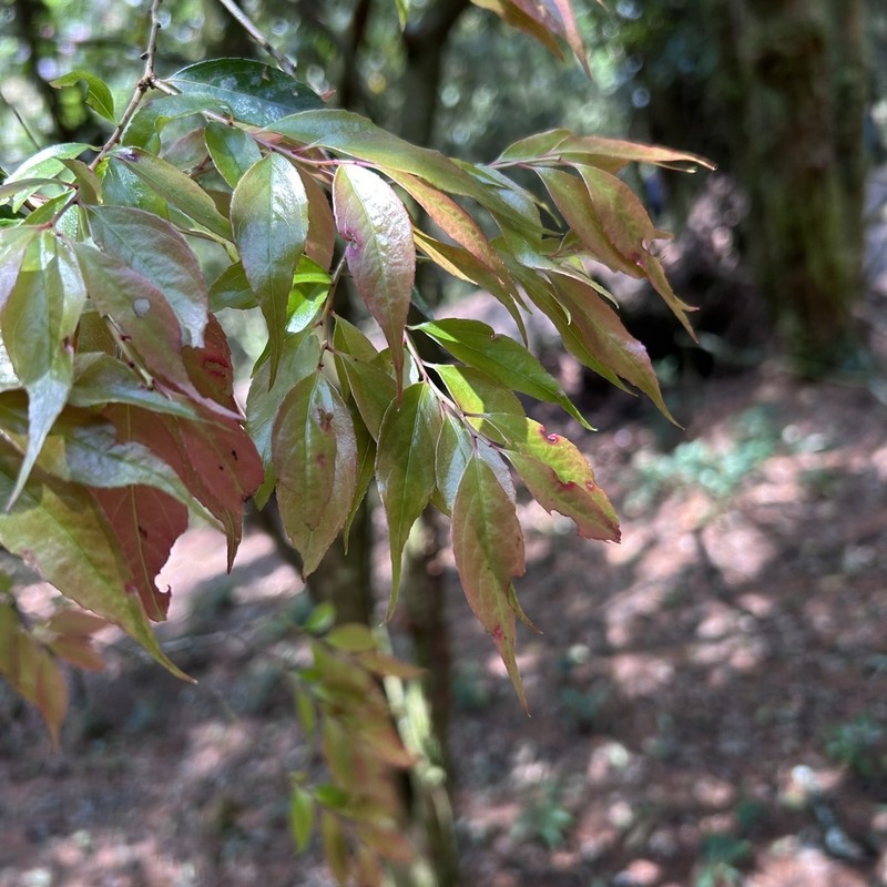 Vaccinium randaiense photo 4