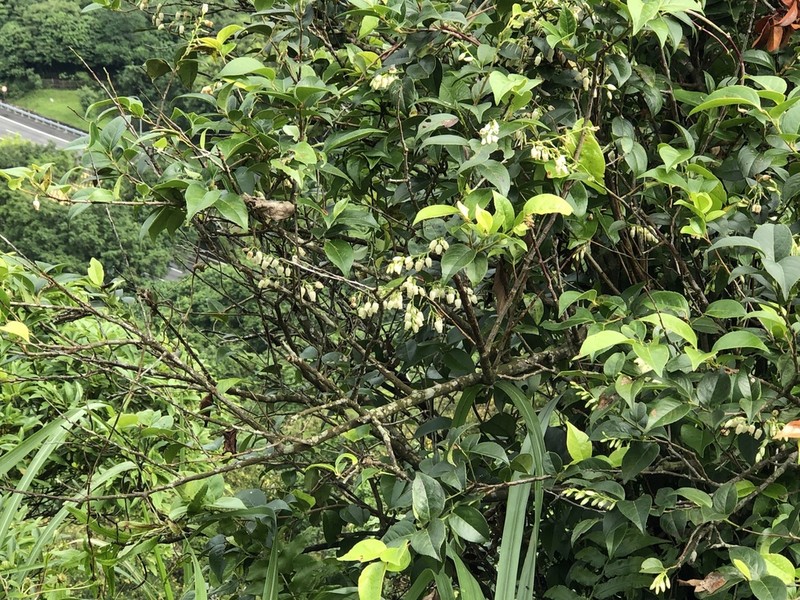 Vaccinium randaiense photo 5