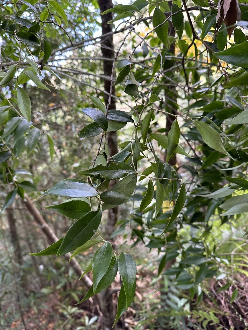 Vaccinium randaiense photo 6