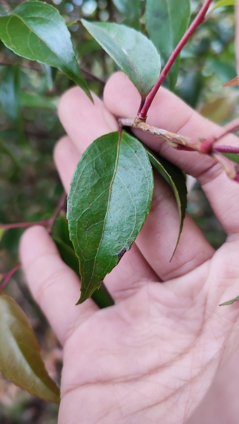 Vaccinium randaiense photo 8