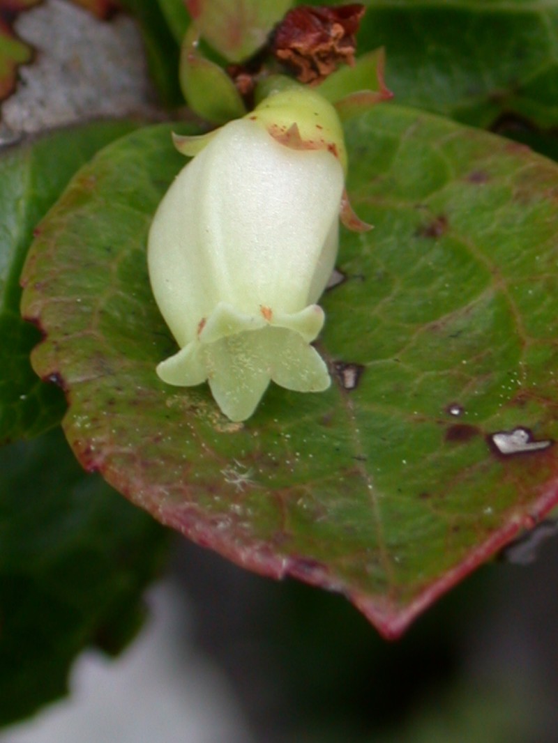Vaccinium rapae photo 2