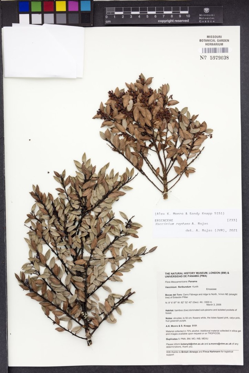 Vaccinium reptans