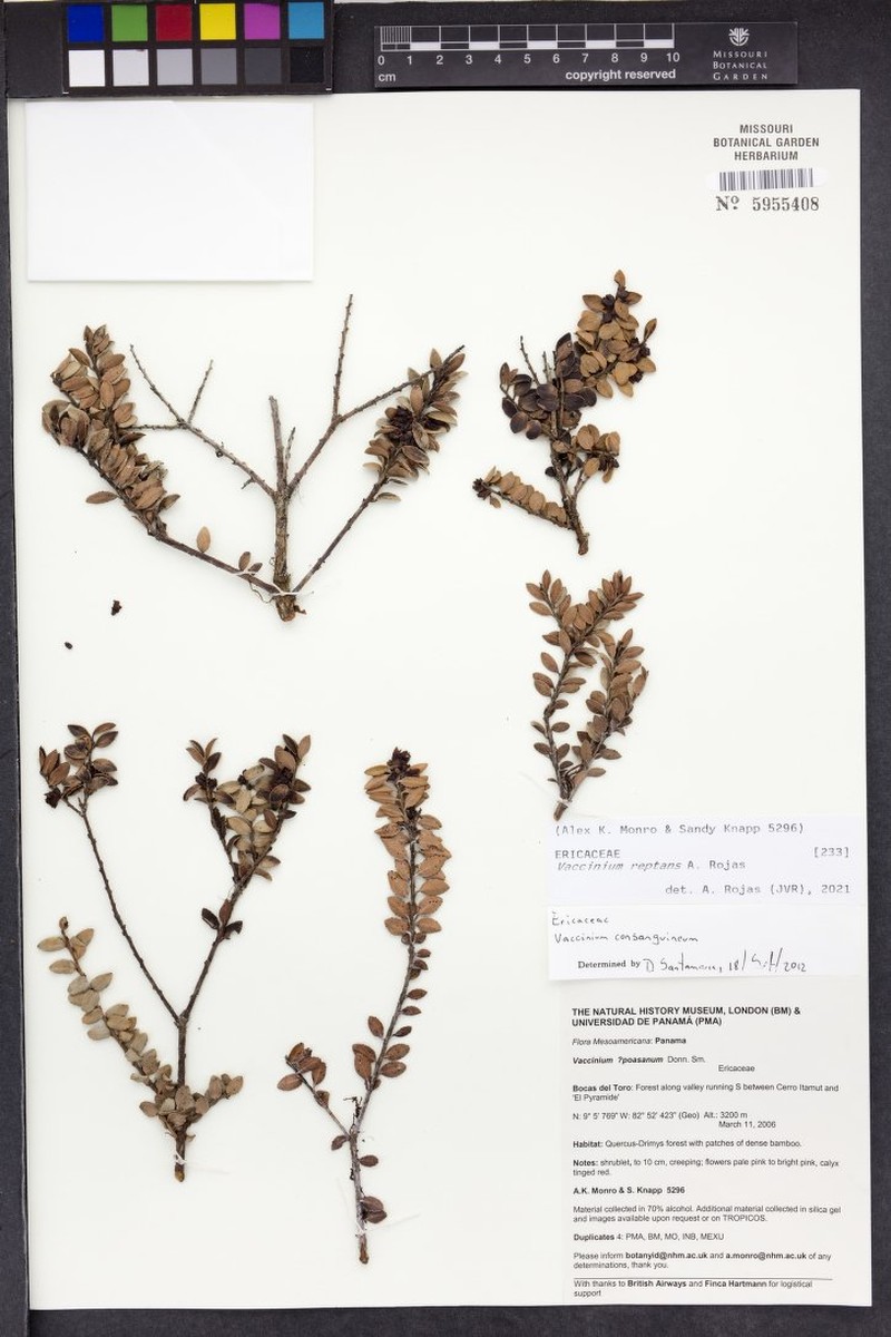 Vaccinium reptans photo 2