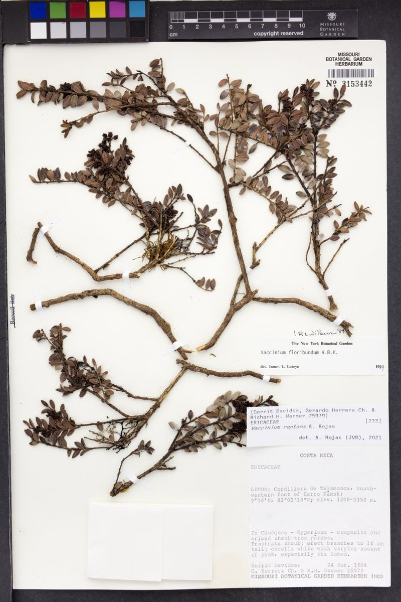 Vaccinium reptans photo 4