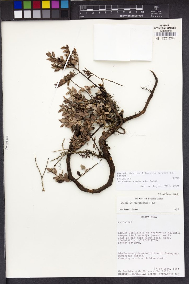 Vaccinium reptans photo 5